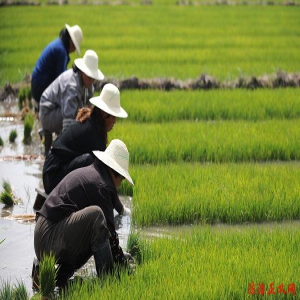 “晋祠大米”获批国家地理标志保护产品