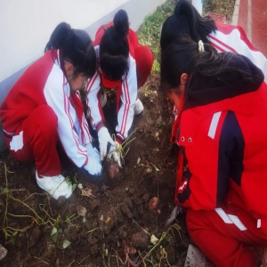 太原小店中心校孙家寨小学开展劳动实践活动