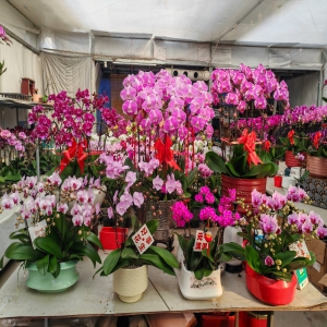 太原晋源年宵花卉上线，快把 “花开富贵” 搬回家